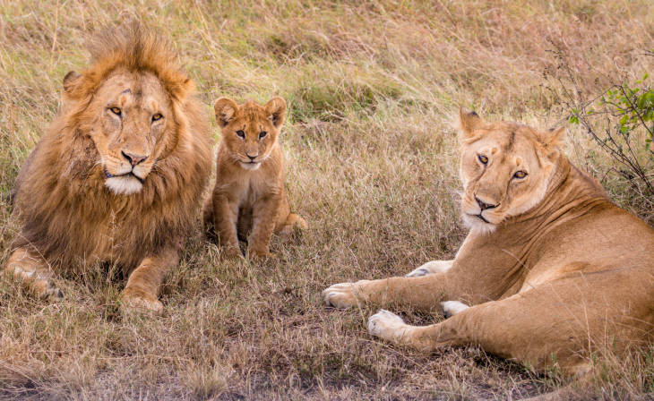 Gujarat's Wildlife & Beaches